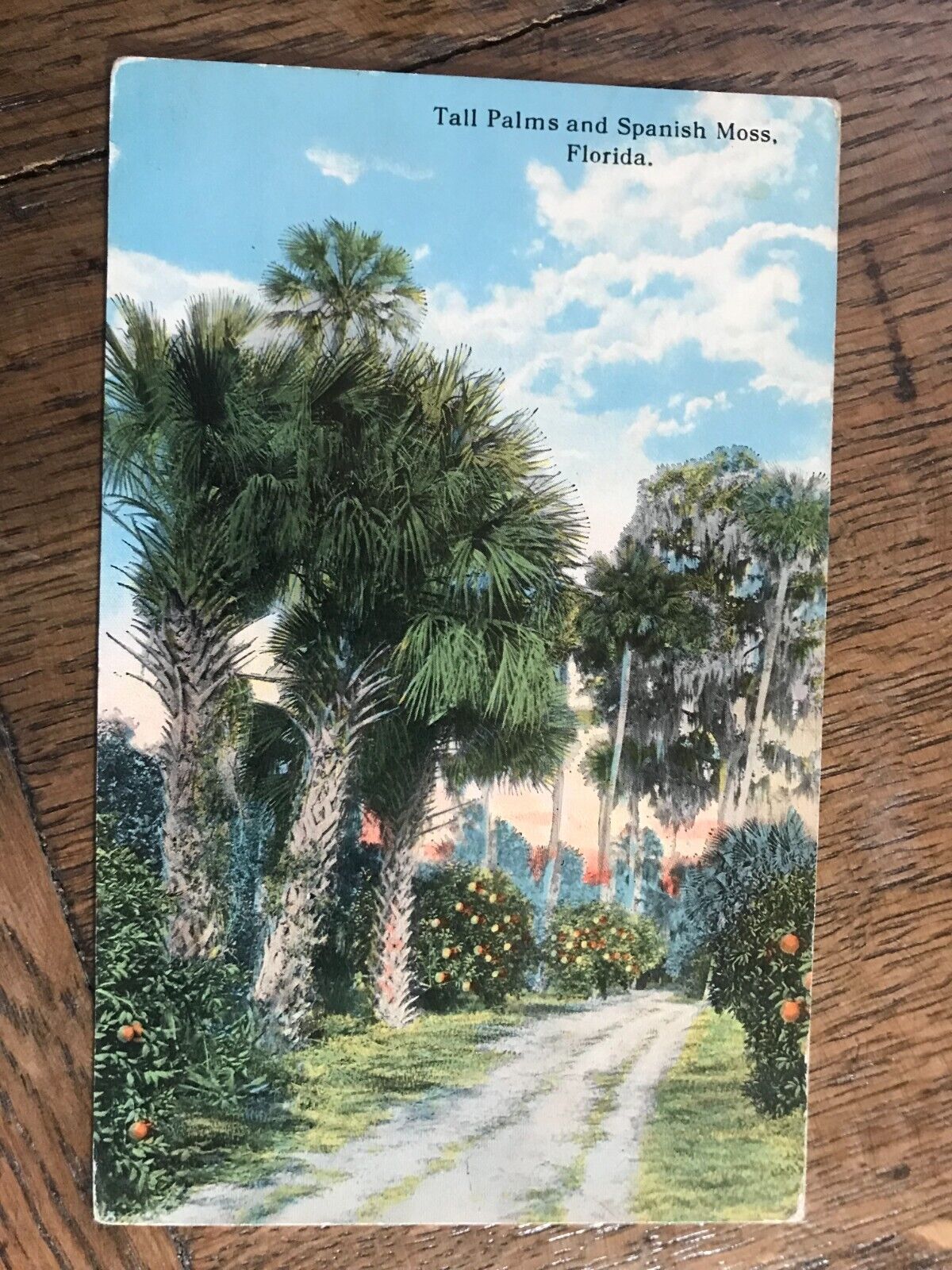 Tall Palms and Spanish Moss Florida Postcard