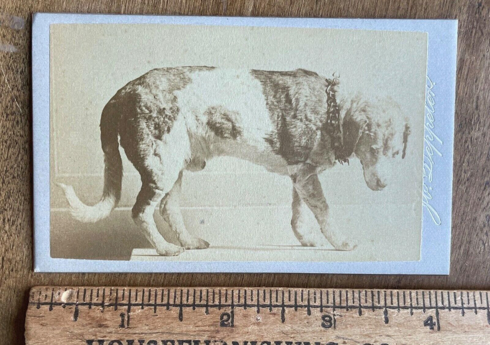Rare CDV Taxidermy Hero Dog / Saint Bernard / Mastiff 1800s Photo