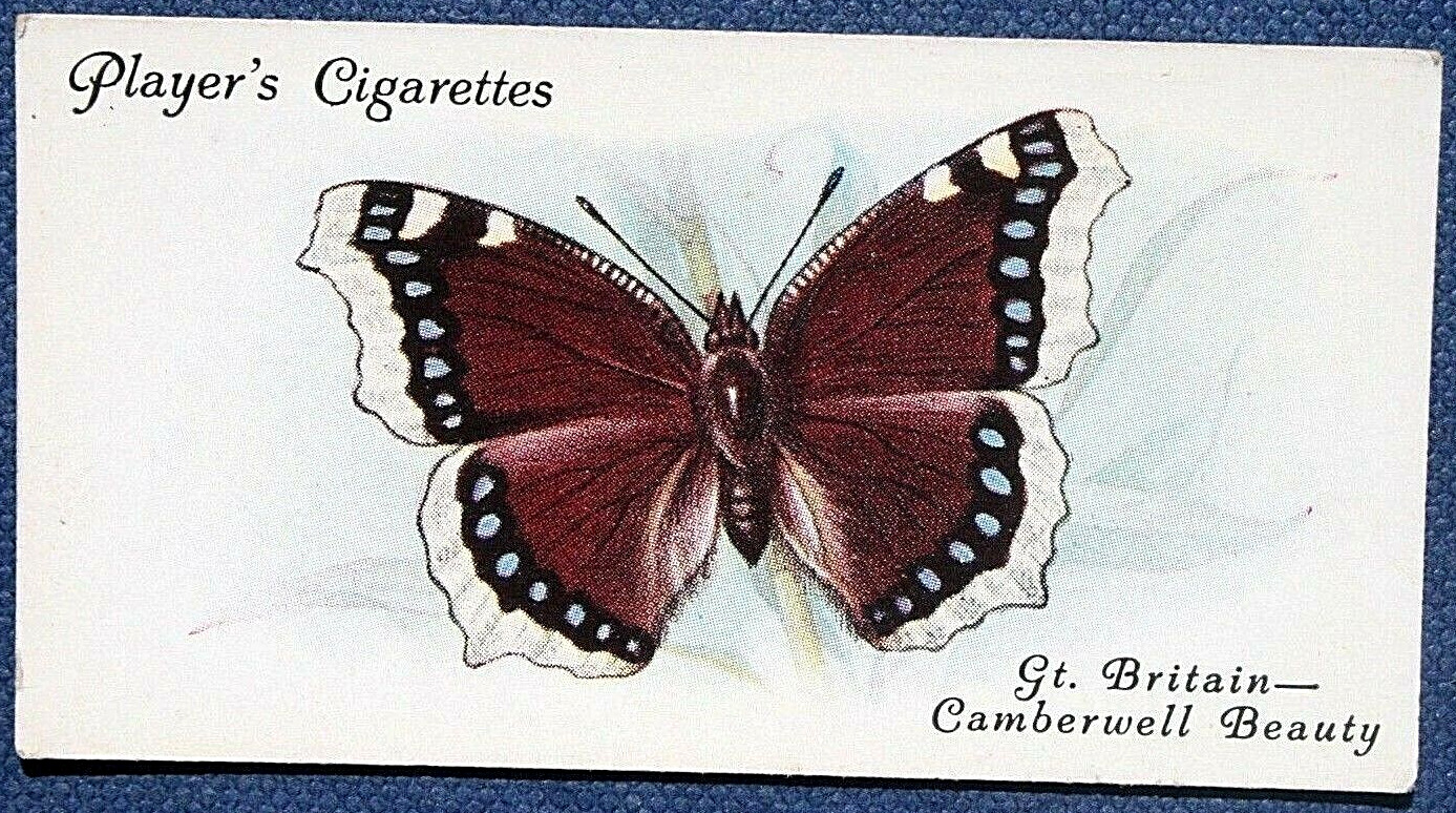 CAMBERWELL BEAUTY   Butterfly   Vintage 1932 Illustrated Card   BD24M
