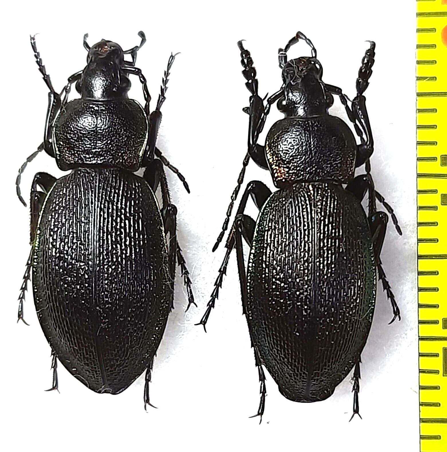 Carabidae, Carabus (Morphocarabus) henningi sahlbergi pair A1/A1-,  S. Siberia