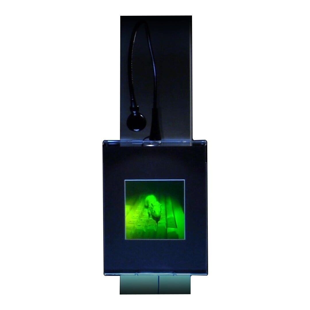 3D Mouse Multi-Channel Hologram Picture LIGHTED WALL MOUNT, Photopolymer Film