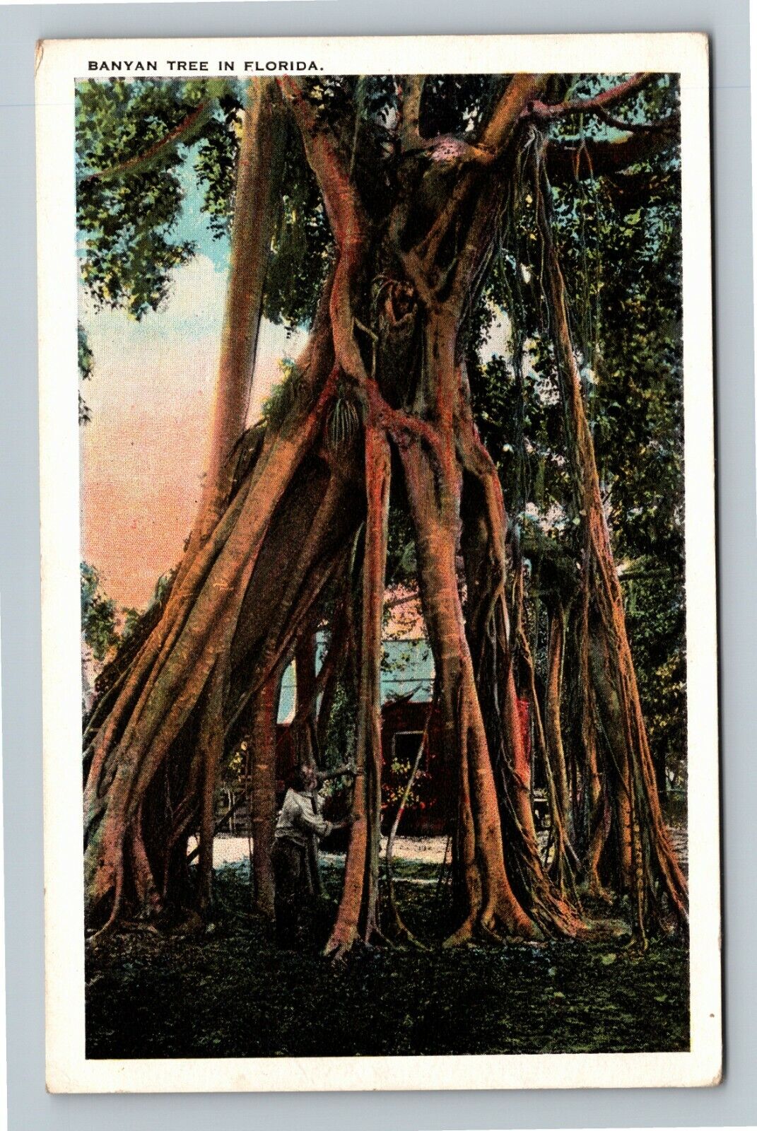 FL-Florida, Banyan Tree, Vintage Postcard