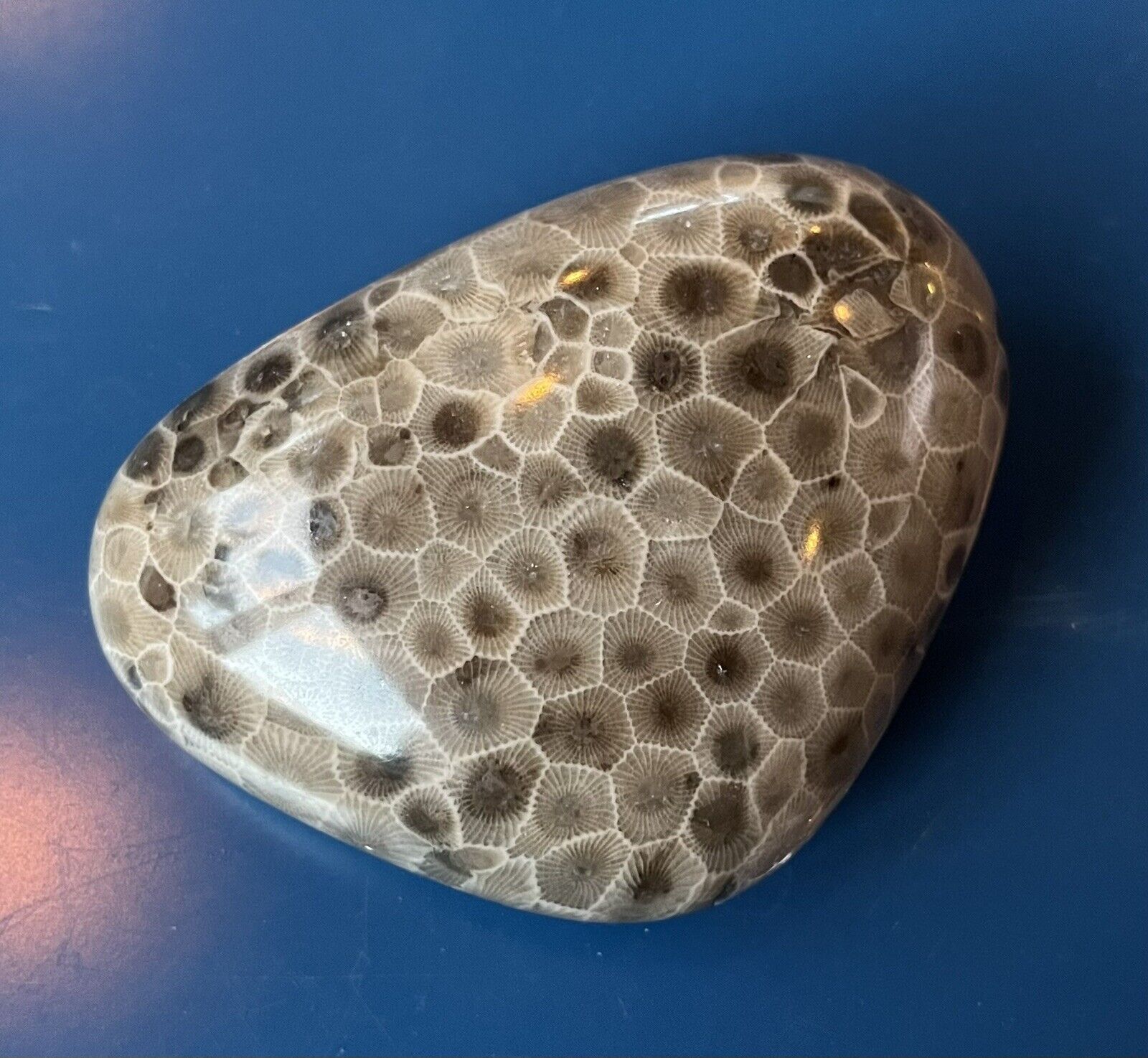 Hand Polished Petoskey Stone Large Specimen 9.70oz. Fossil, Gift, Hexagonaria