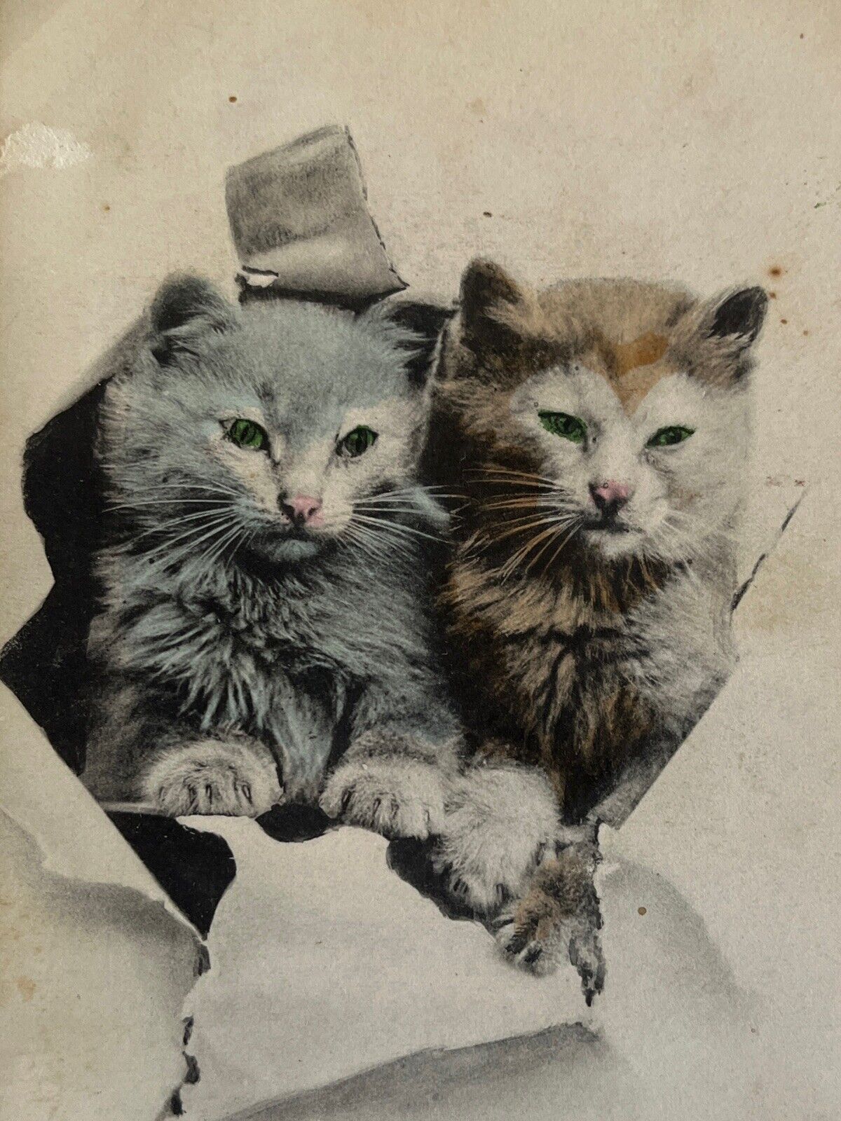 Antique Litho Postcard Early Ephemera Adorable Kitten Cats Tinted Photo Unposted