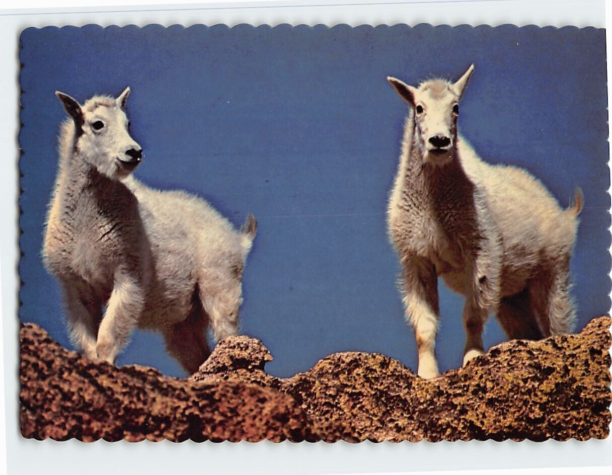 Postcard Mountain Goats