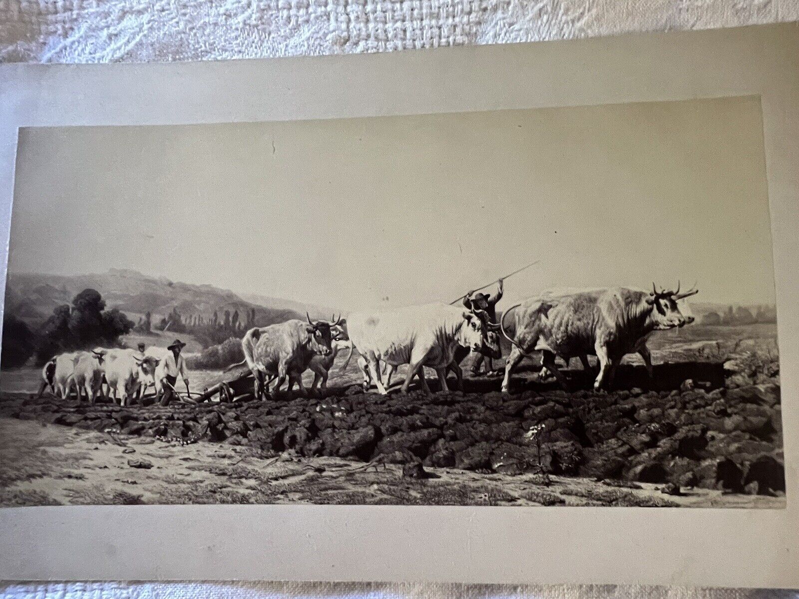 19th Century Outdoor Farm Cattle Cabinet Type Card Photo Plowing Farming