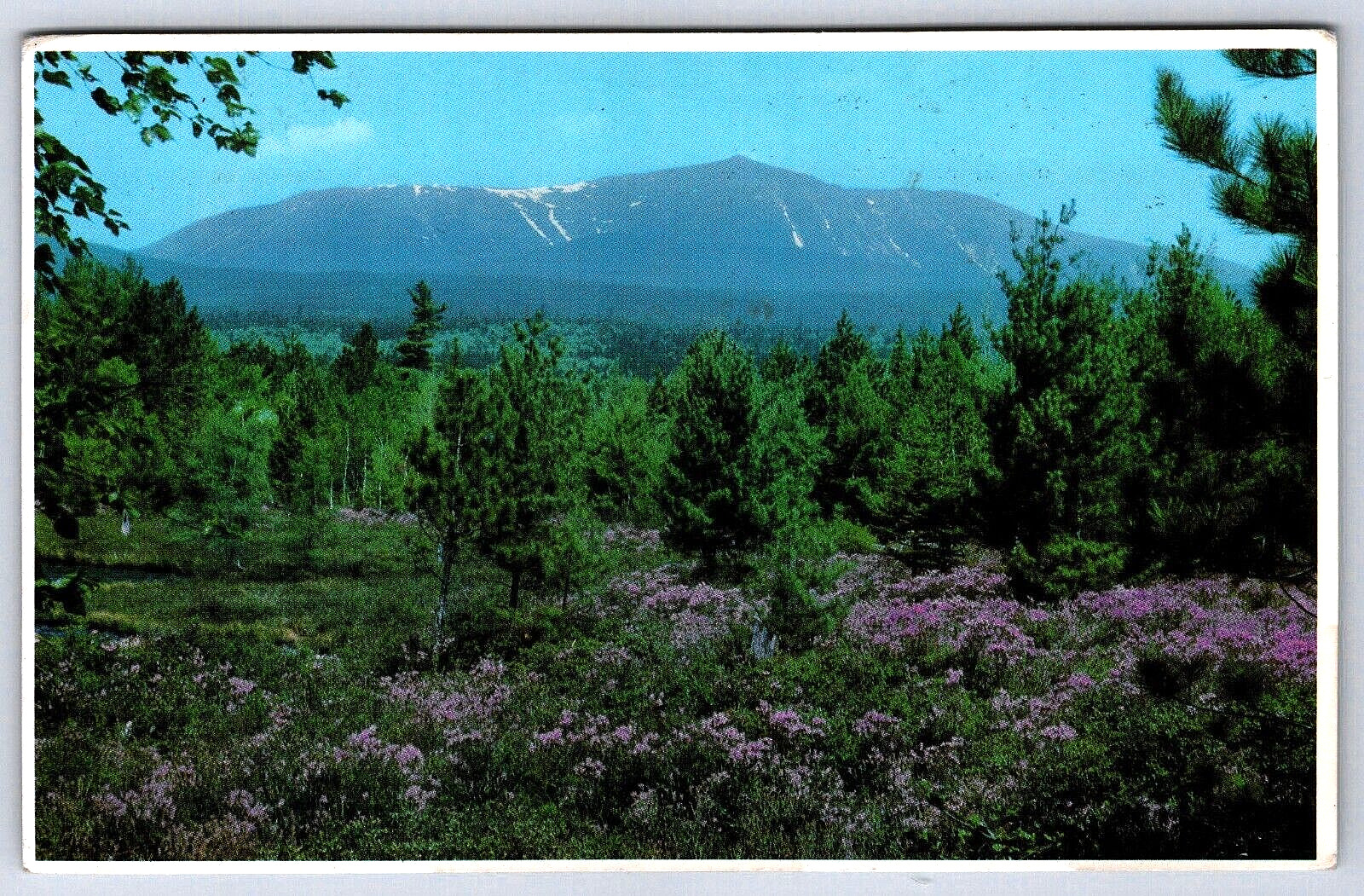 Postcard ME Mt Katahdin Springtime Flowers Scenic View Baxter Wilderness Maine