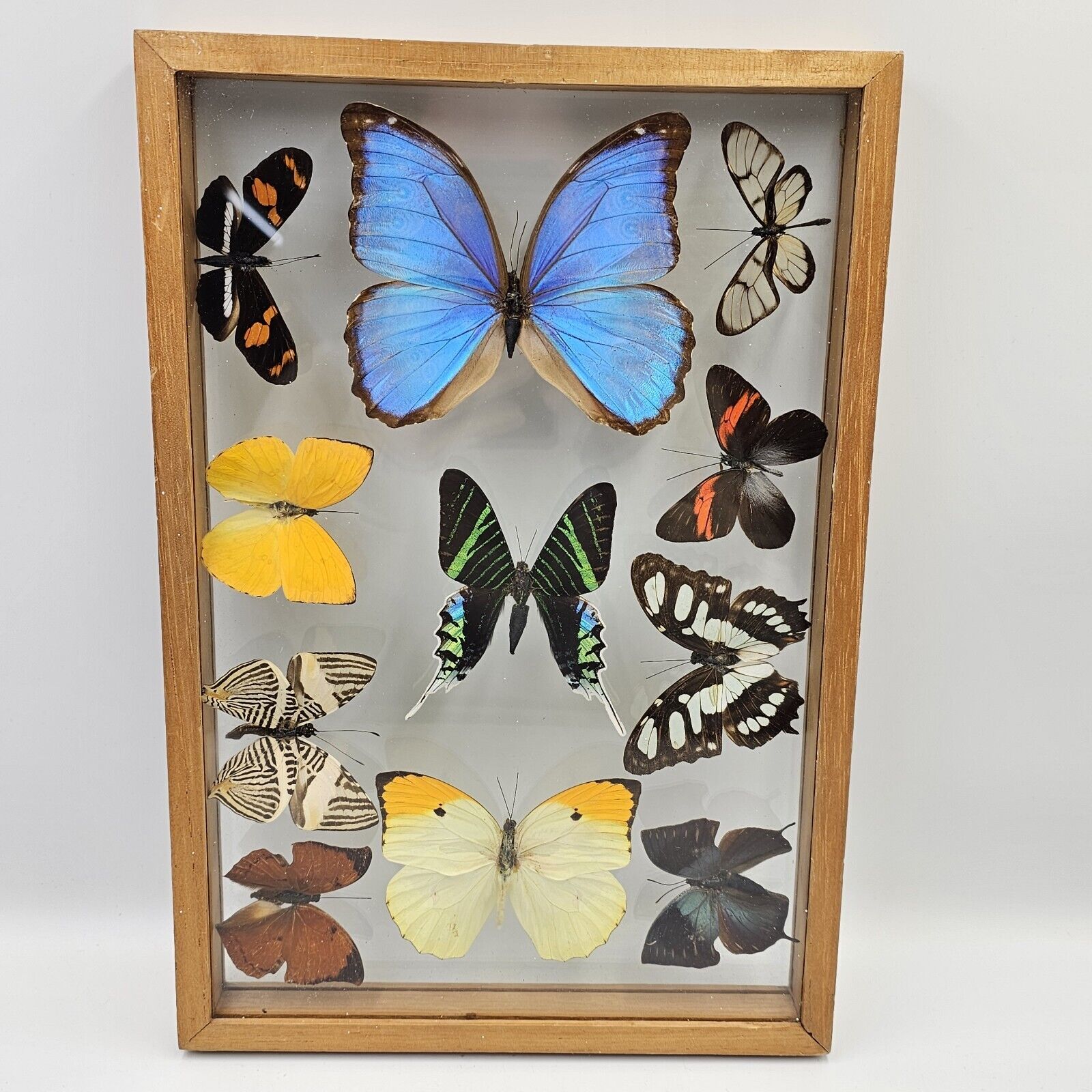 11 Real Butterfly Moth Taxidermy Display Case Framed Assorted Entomology 