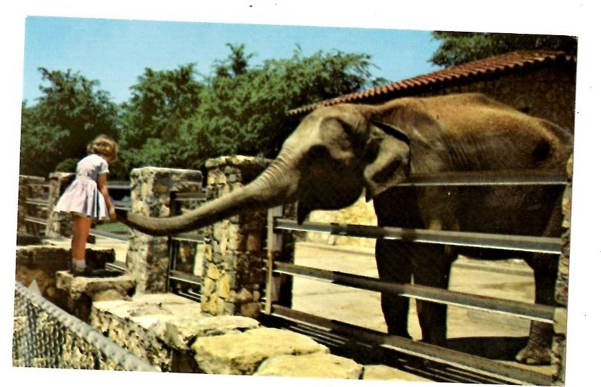 Postcard Livingston Park Zoo Jackson Mississippi Girl Feeding Elephant