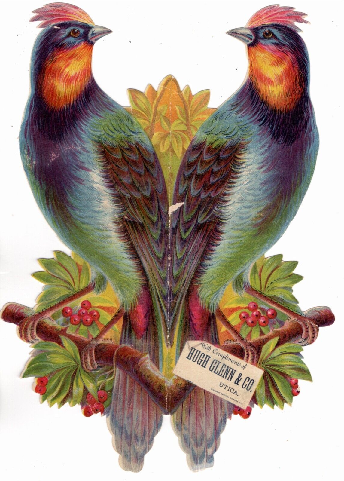 Trade card, Colorful bird, HUGH GLENN & CO early merchant UTICA, New York, 1880s