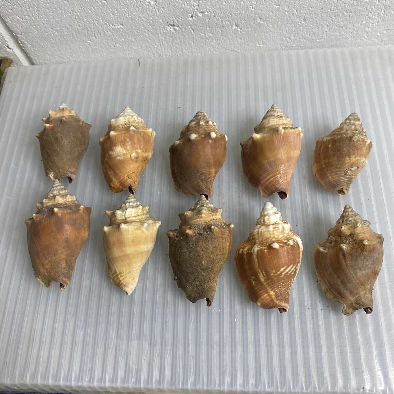 Seashell Lot Of 10 BROWN Shells Conch?