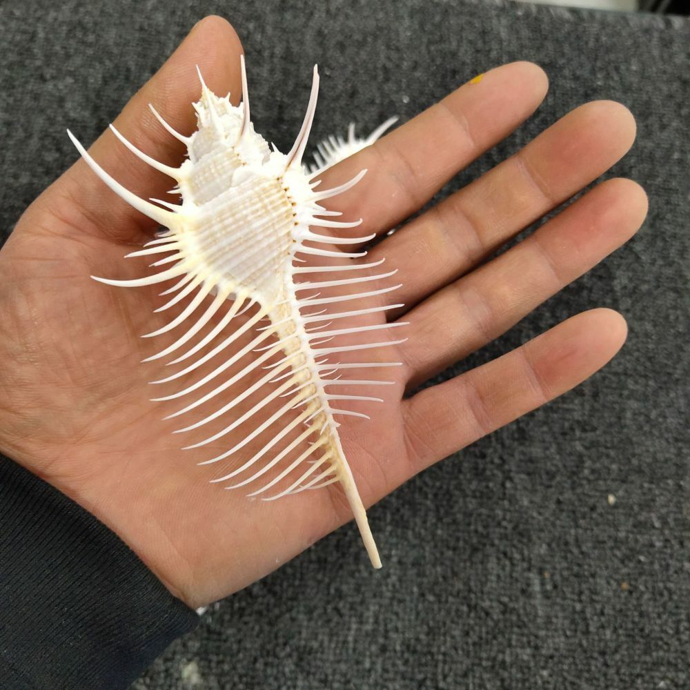 Natural Shell Murex Pecten Fossil Conch Sea Mineral Specimen Reiki Collect Gift