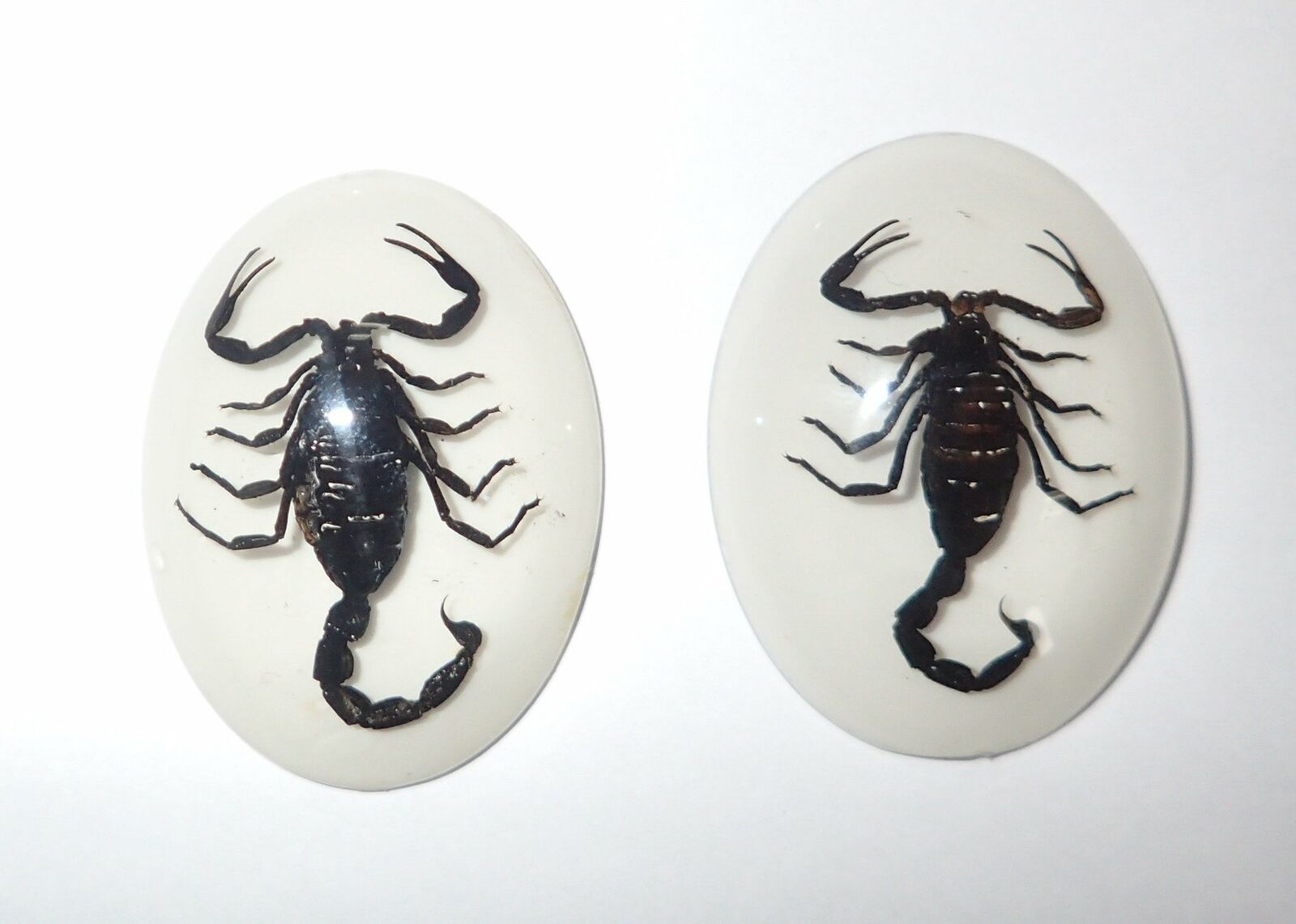 Insect Cabochon Black Scorpion Specimen Oval 30x40 mm on White 2 pieces Lot