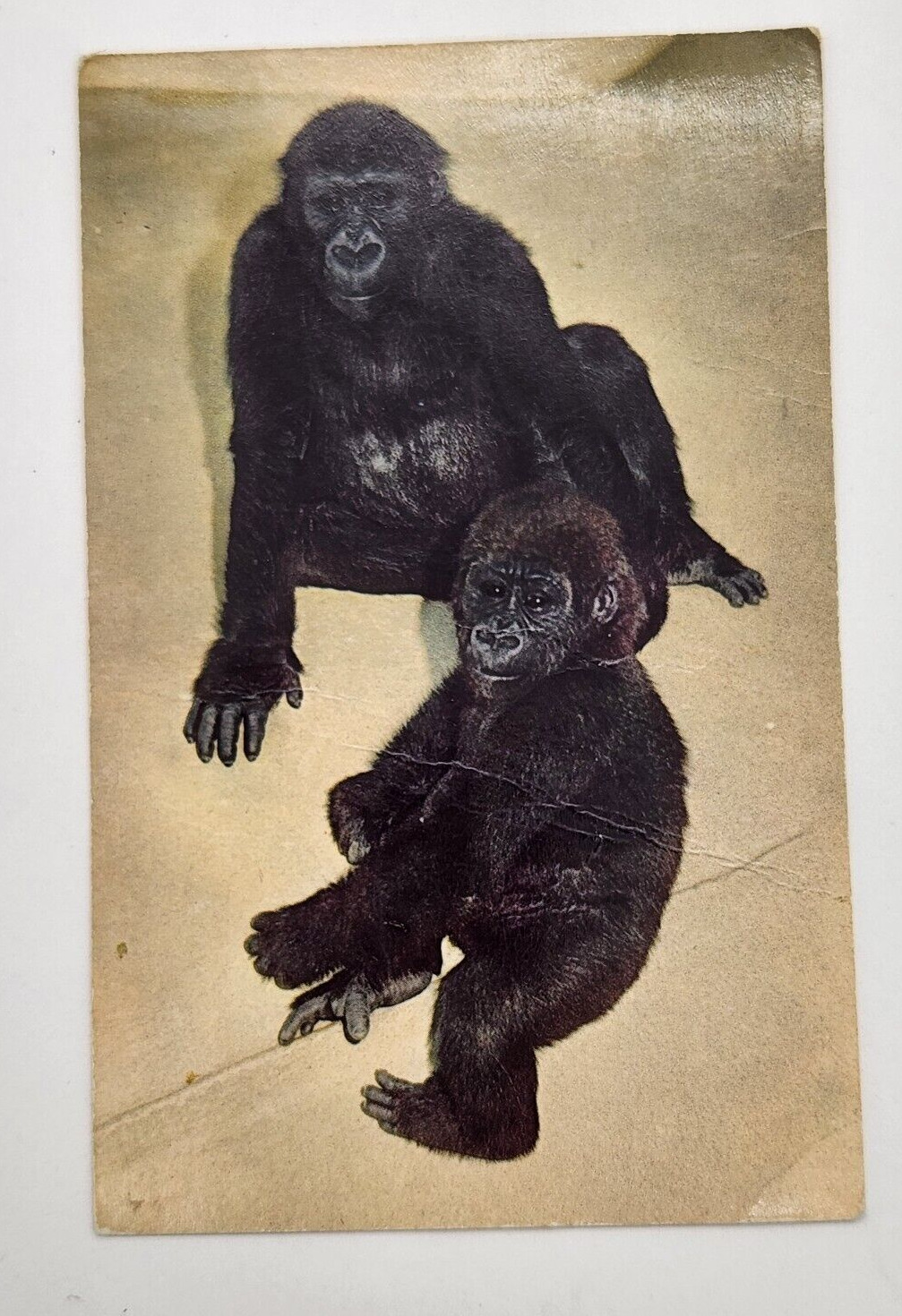 Postcard CA Baby Lowland Gorillas  Animal Color Series San Diego Zoo Posted