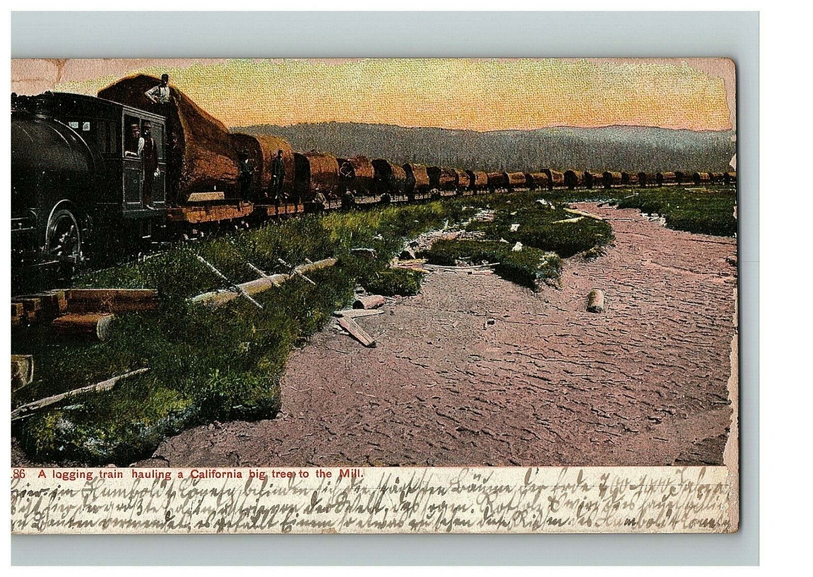 c.1909 Postcard  A Logging Train Hauling A California Big Tree To The Mill 