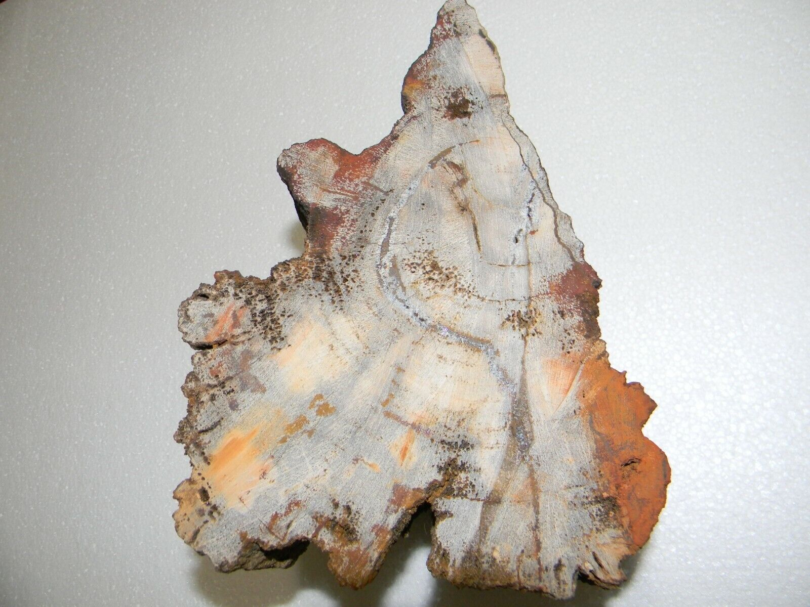 Amazing Petrified Wood from Texas about 7 pounds 8x5x6 inches
