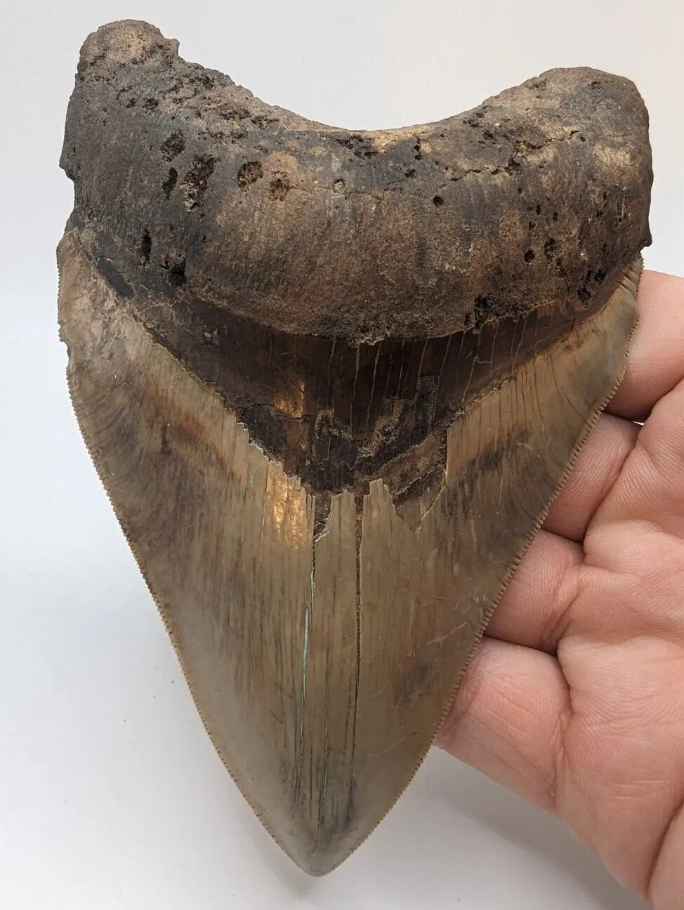 MASSIVE Megalodon Shark Tooth Fossil 5.43'' Beautiful Serrations No Repair/Resto