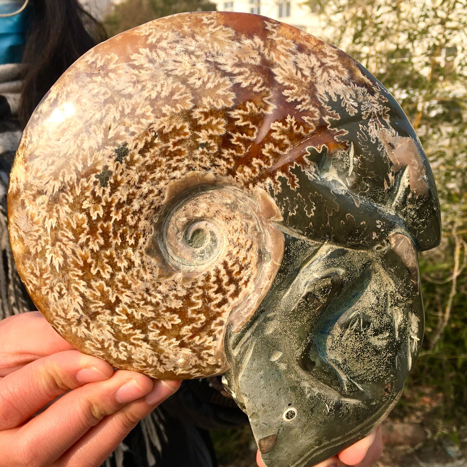 2.8LB Rare Natural Tentacle Ammonite FossilSpecimen Shell Healing Madagas