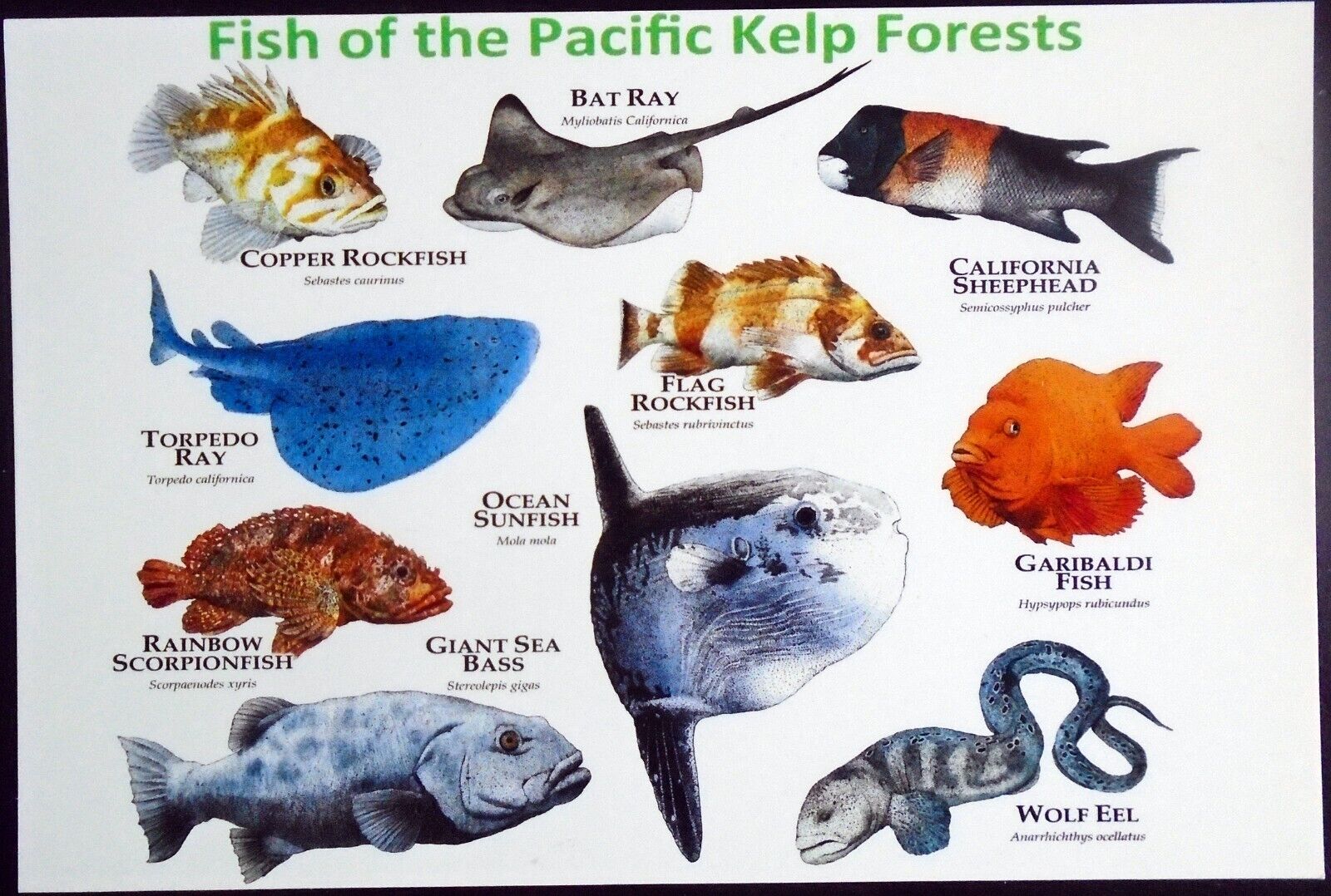Café Press, “Fish of the Pacific Kelp Forests”, Bat Ray, Torpedo Ray, Garibaldi