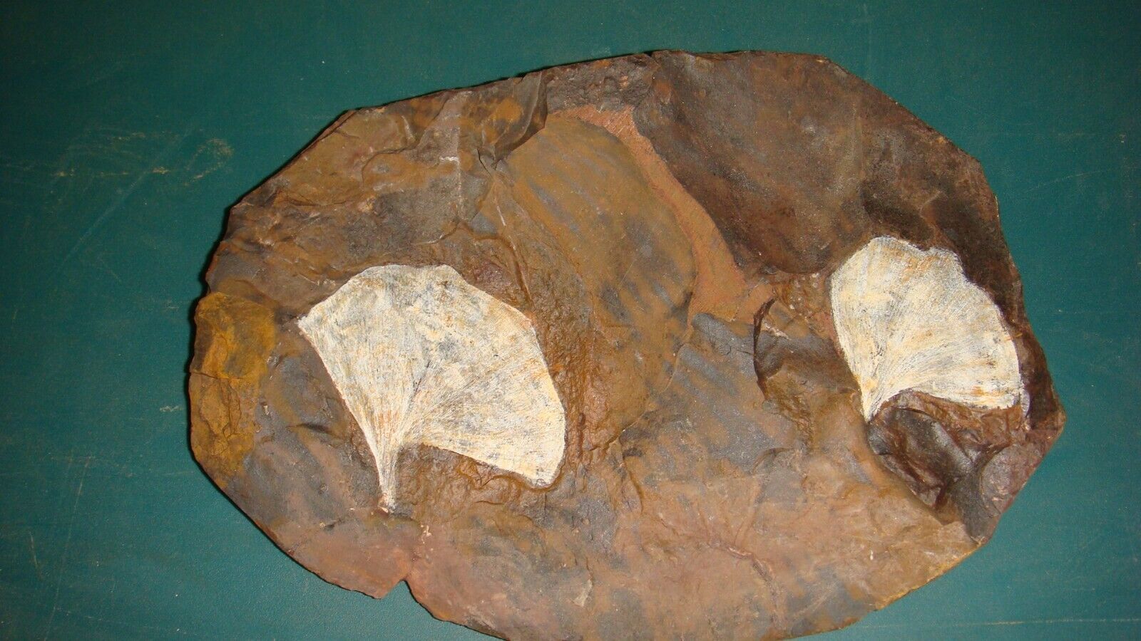 G-2 Fossil Leaf Gingko cranei Paleocene Sentinel Butte ND  1 lb 12 oz