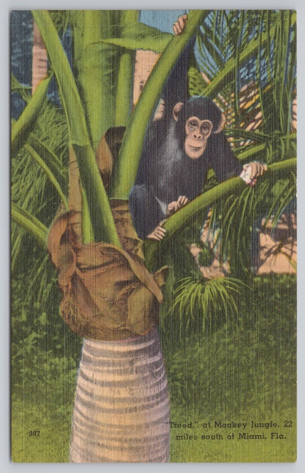Postcard Treed Monkey at Monkey Jungle South of Miami, Florida Vintage Linen