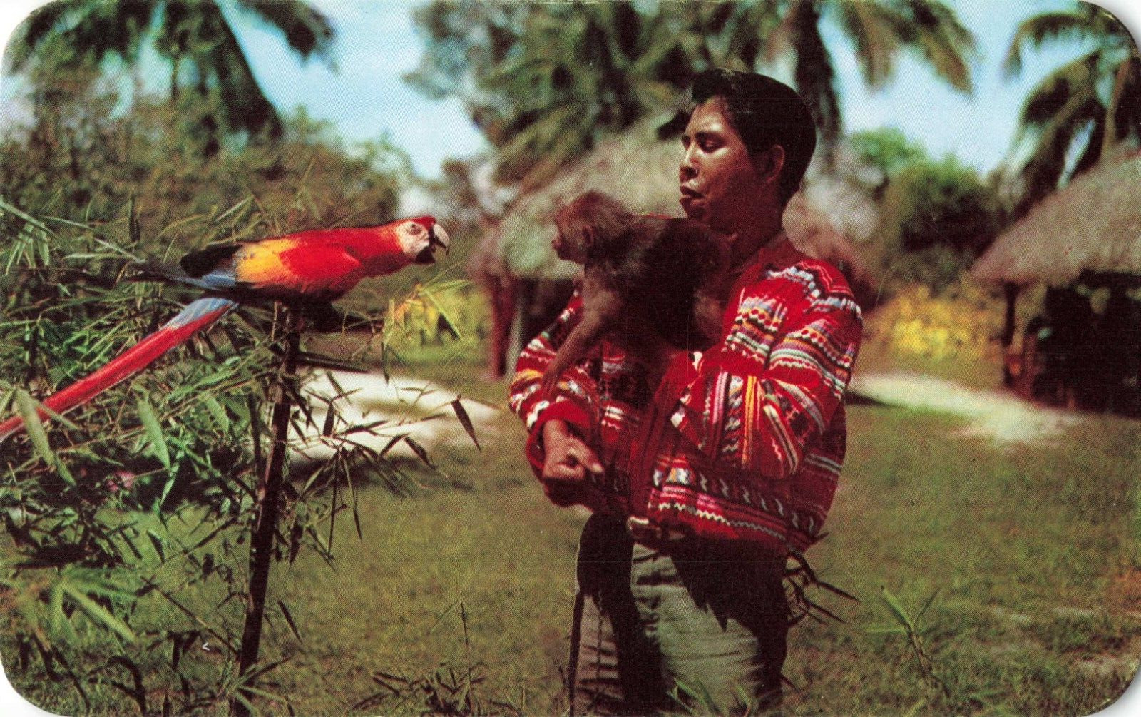Miami Florida, Musa Isle Seminole Indian Scarlet Macaw Monkey, Vintage Postcard
