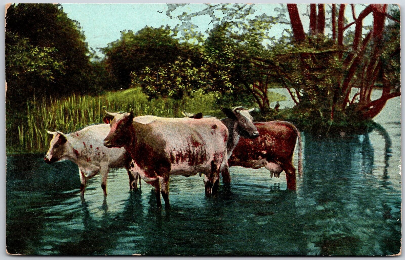 1910\'s Cows In The River Cattle Raising Dairy Production Posted Postcard
