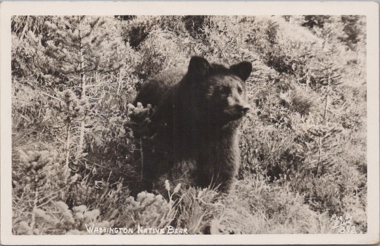 RPPC Postcard Washington Native Bear 
