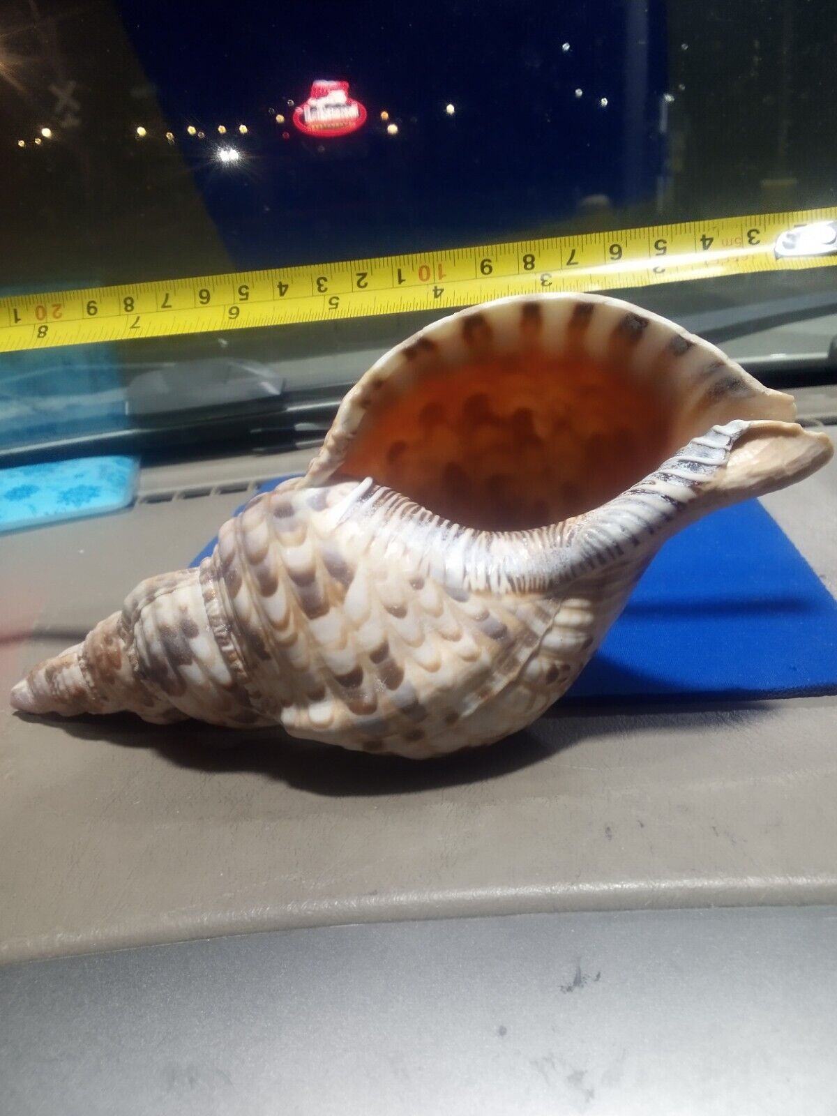 Natural Rare LARGE Pacific Triton Trumpet Conch Shell Seashell  8” Long