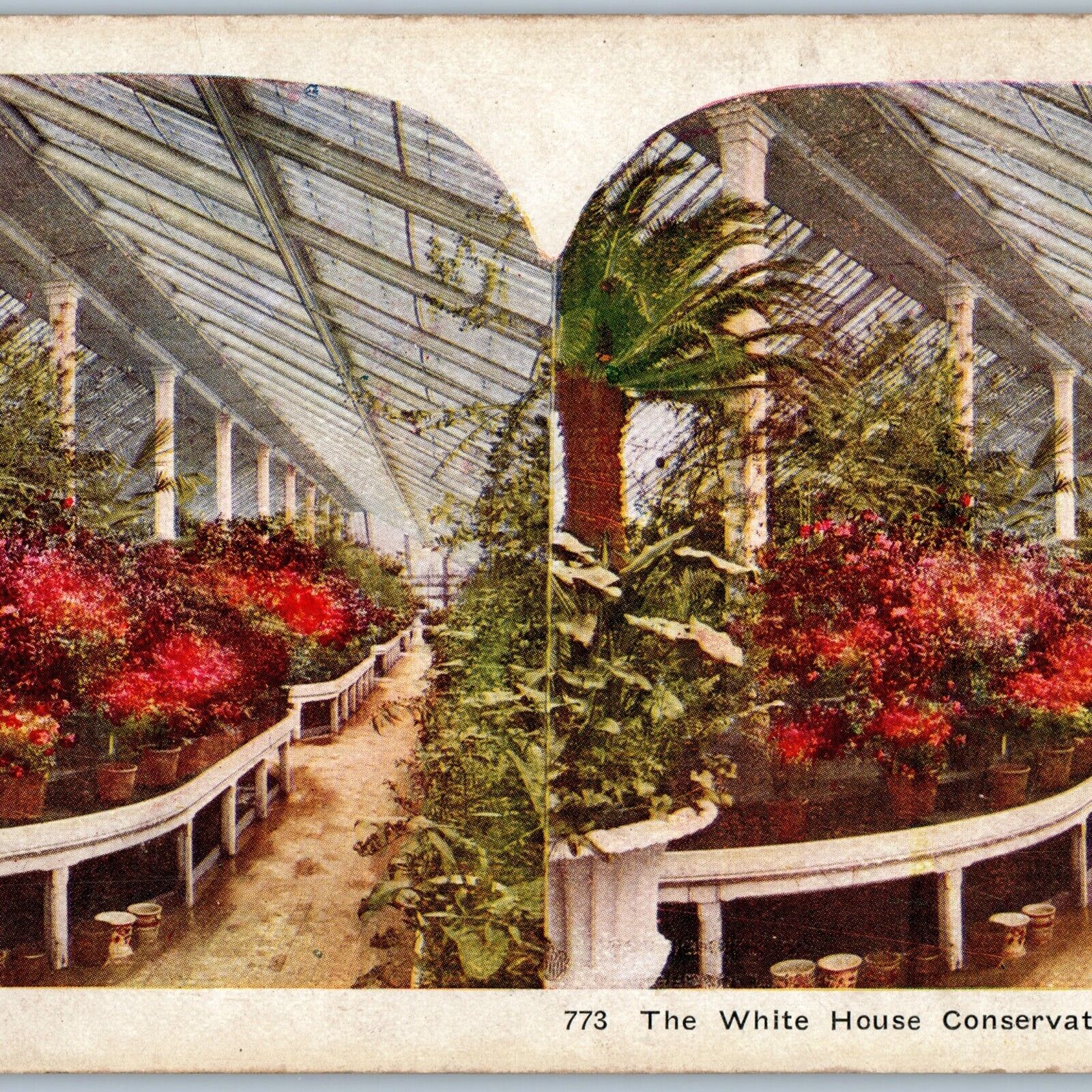 c1900s Washington DC White House Conservatory Greenhouse Interior Stereoview V35