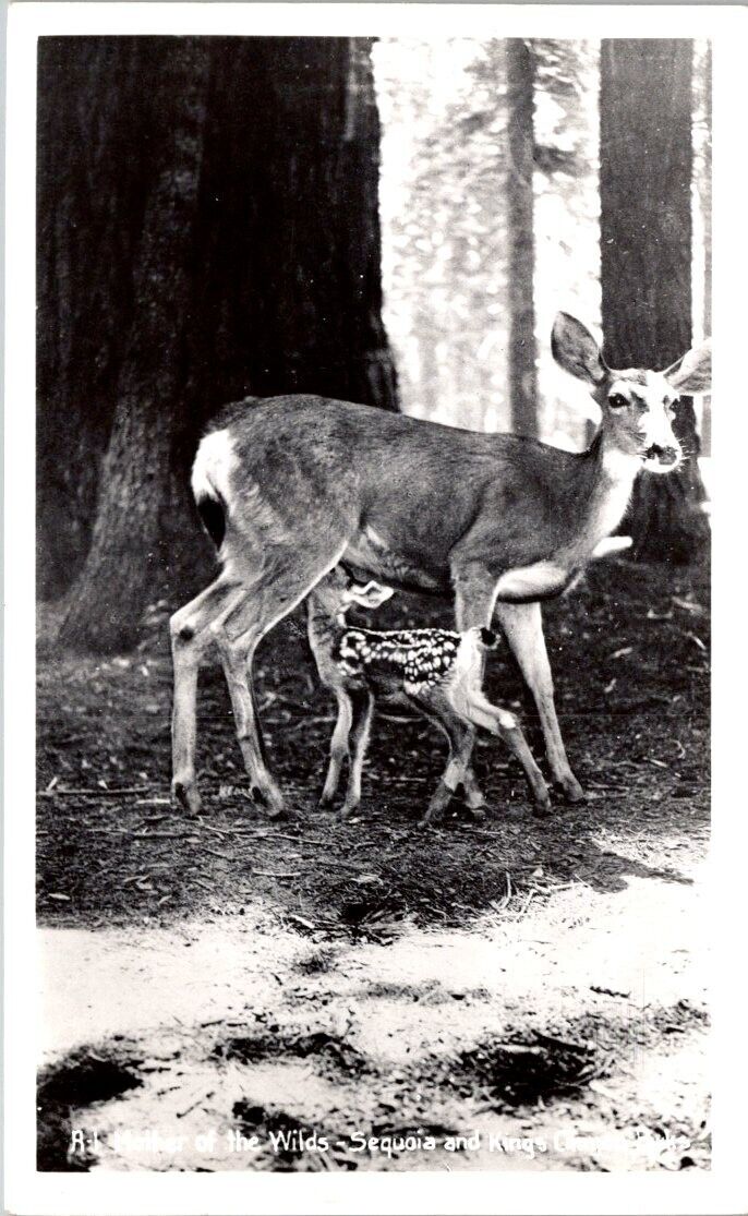 Vintage Real Photo Postcard -  Sequoia & Kings Canyon Nat'l Park California