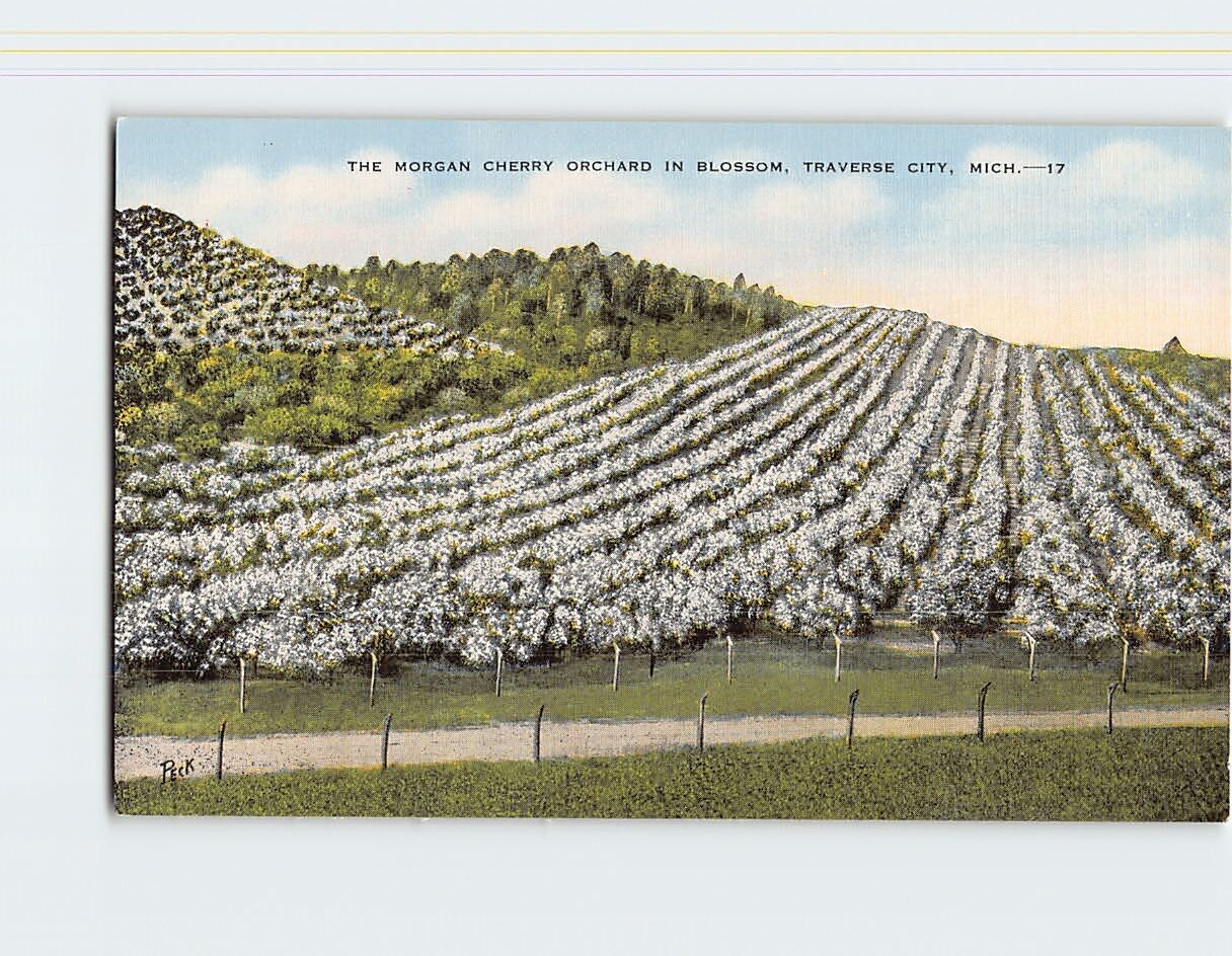 Postcard The Morgan Cherry Orchard In Blossom Traverse City Michigan USA