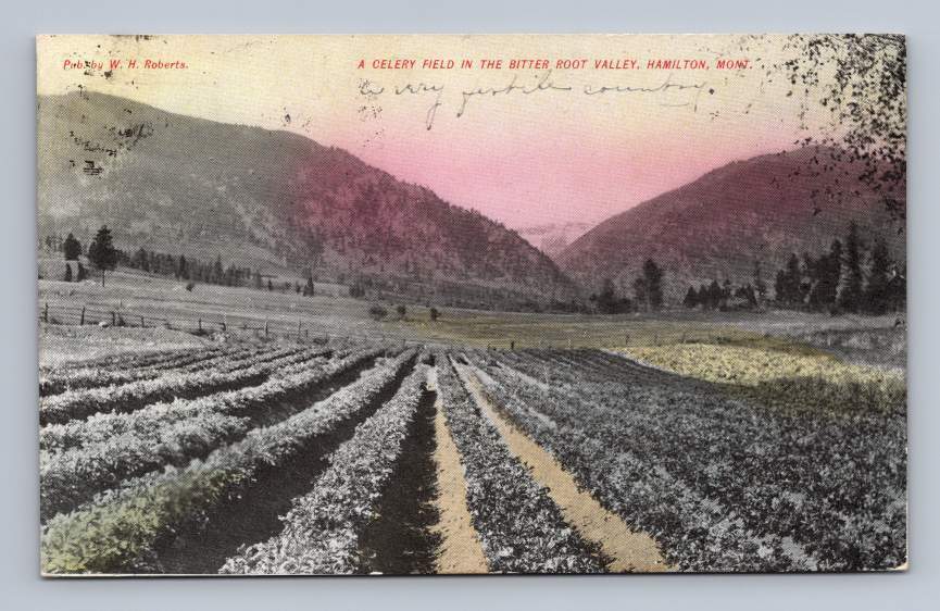 Bitter Root Valley Celery Field HAMILTON Montana Antique Hand Colored 1909