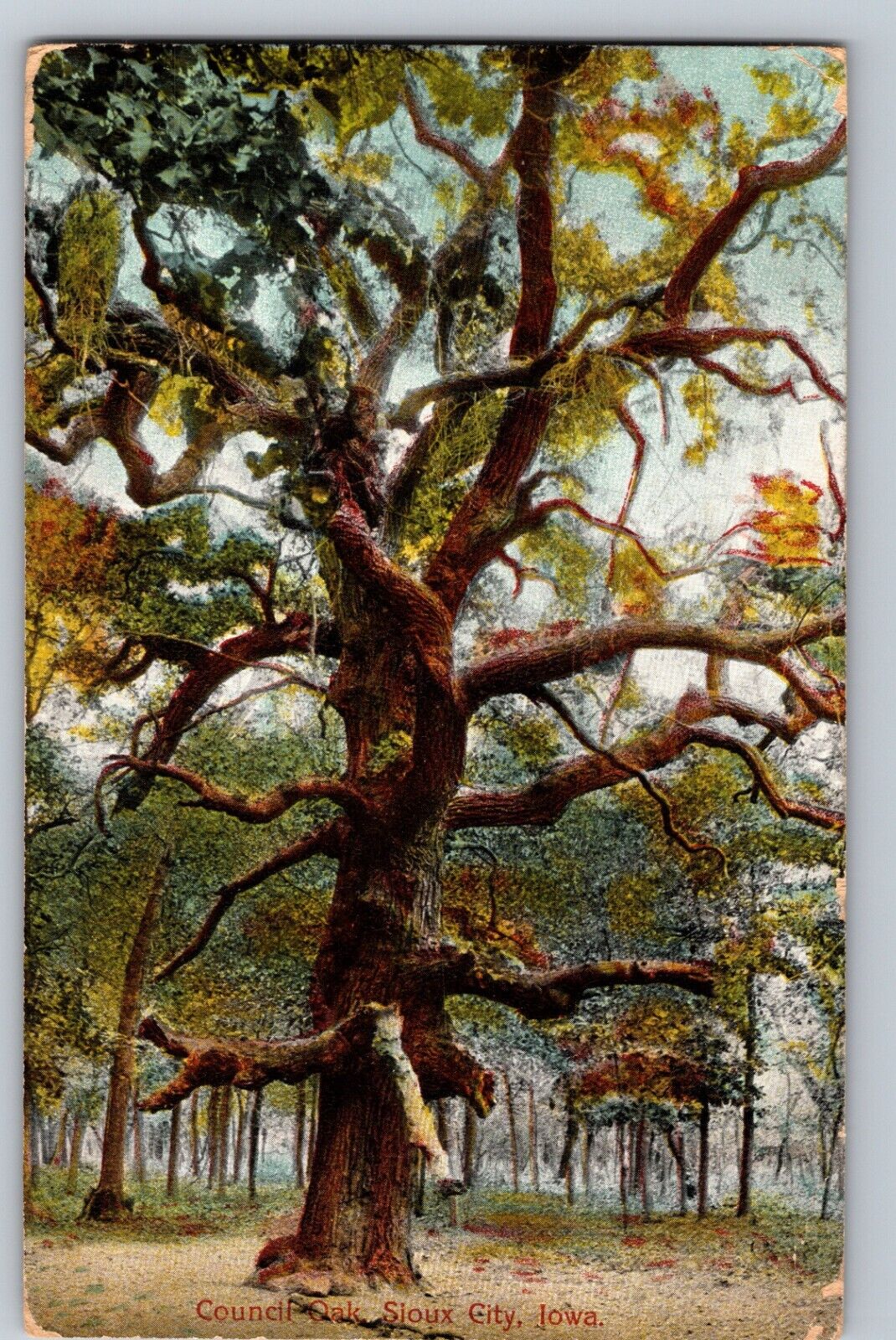 C1915 Council Oak Crooked Tree Sioux City IA Postcard