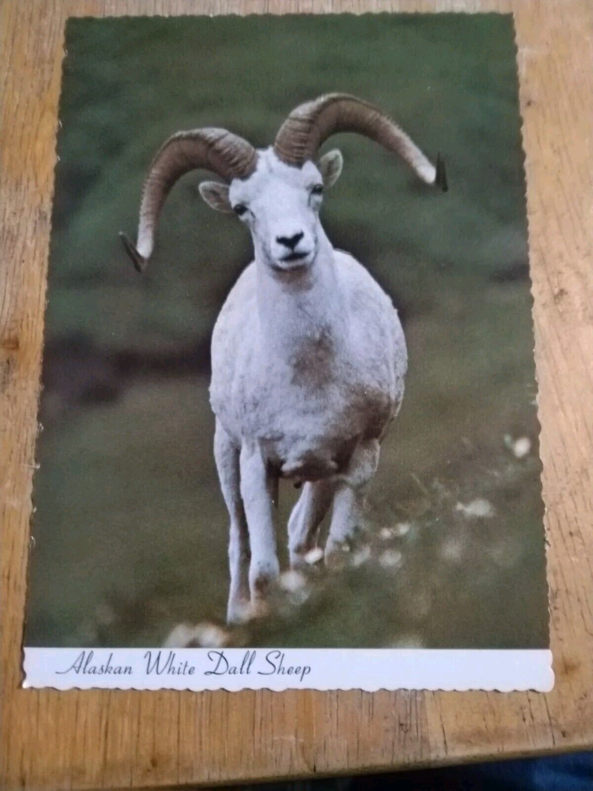 Alaskan Dall Sheep Vintage Postcard
