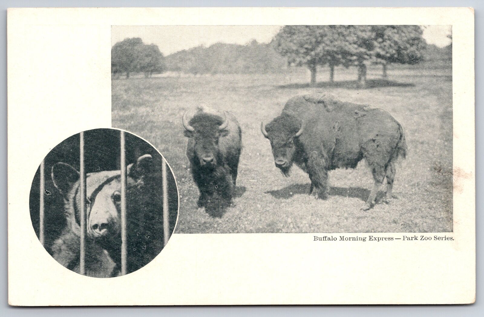 Buffalo NY~Morning Express~Park Zoo Series~Bear~Bison~c1905 Postcard