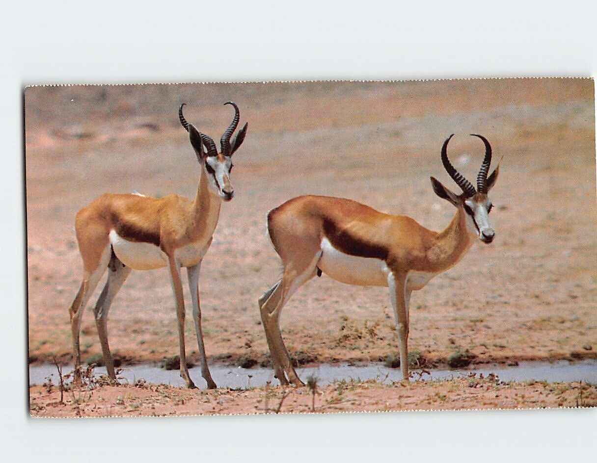 Postcard Wild Life Graceful Springbok South Africa
