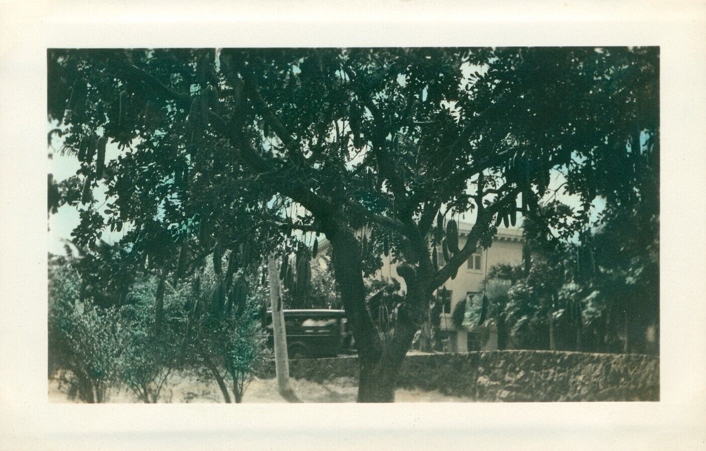 1930\'s Schofield Barracks soldier\'s hand colored Hawaii Photo Sausage tree,