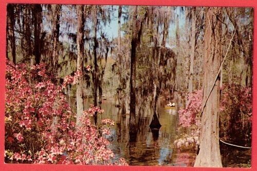 Vintage Cypress Gardens - Near Charleston, SC Postcard