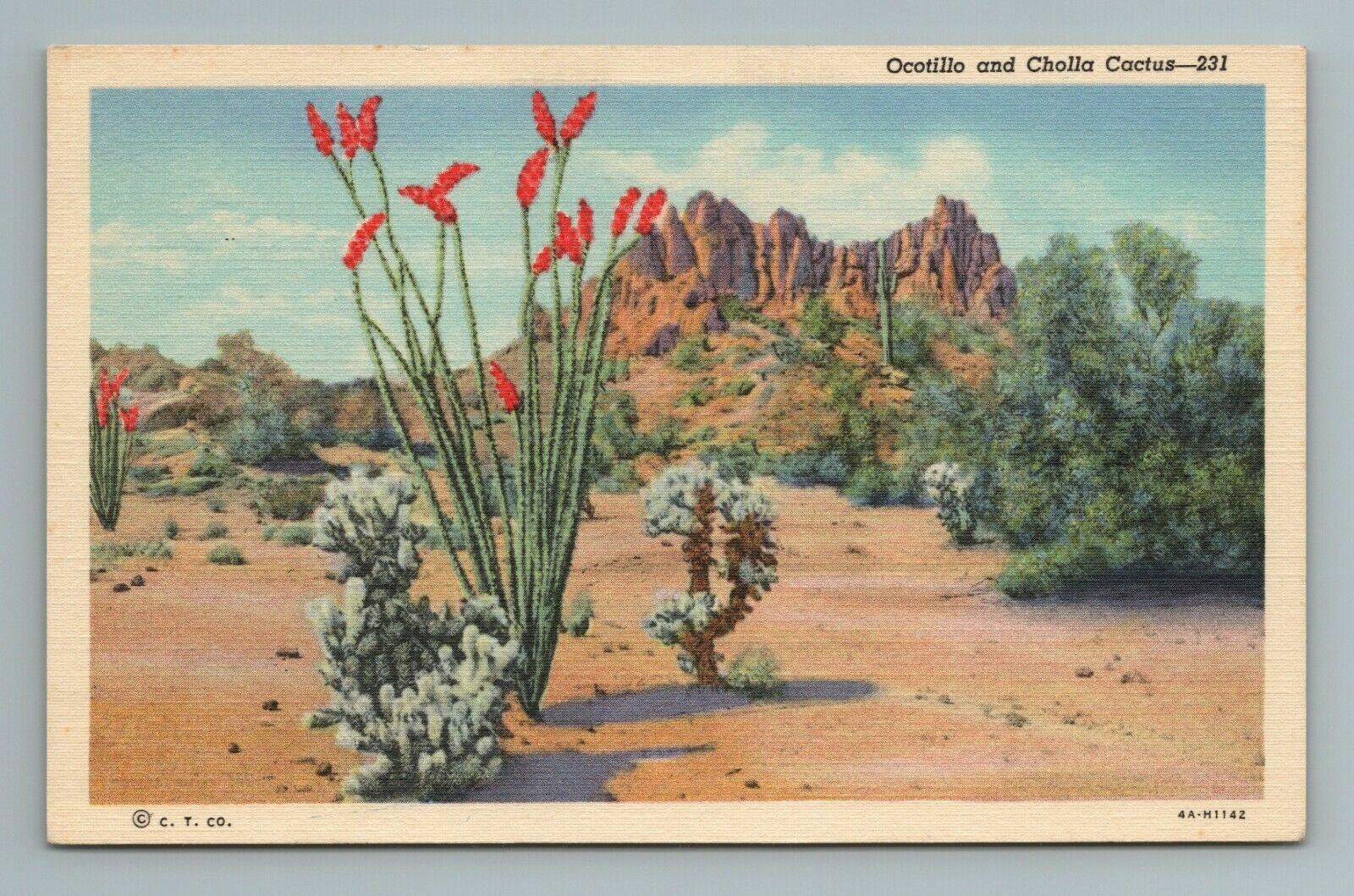 Ocotillo and Cholla Cactus--231 Desert, Arizona, AZ Postcard