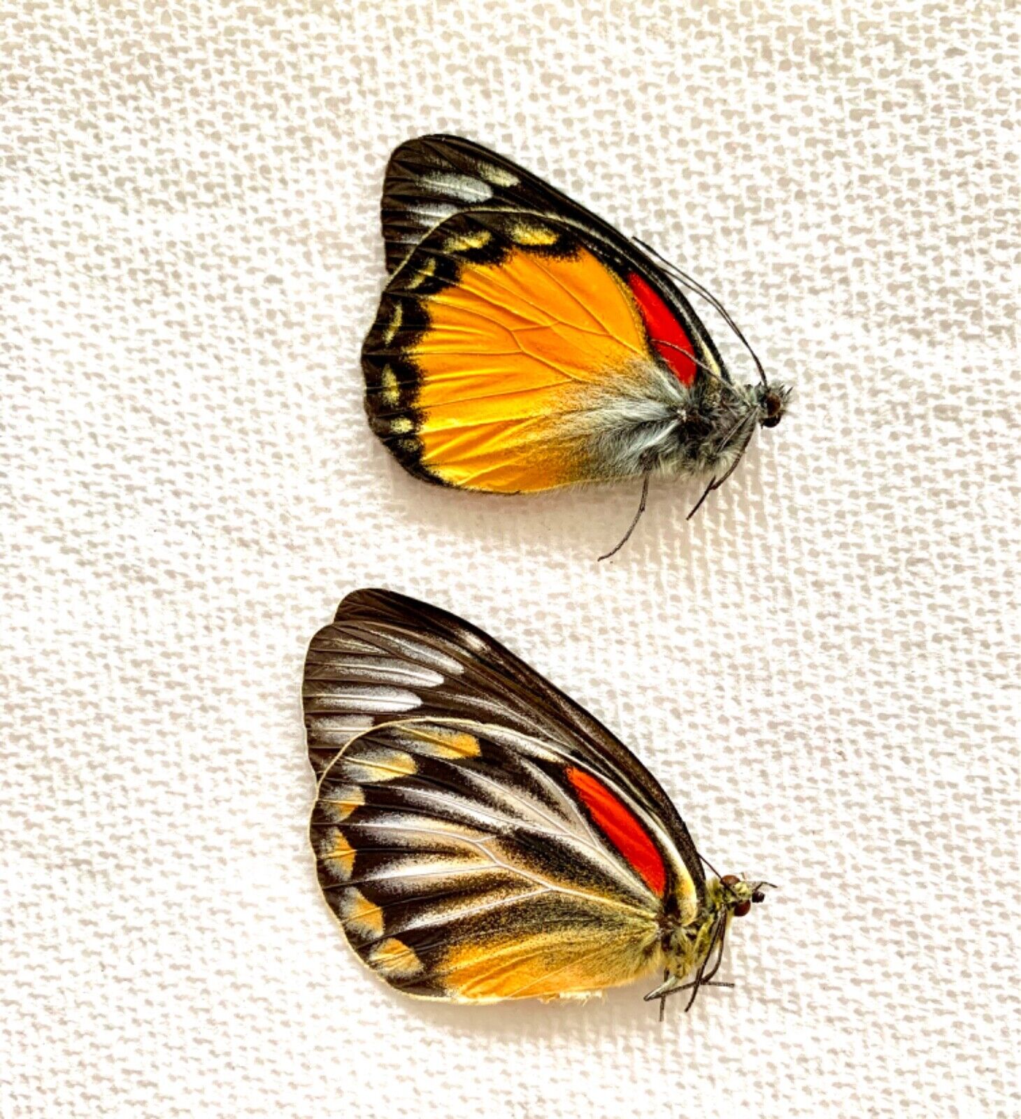 One Pair Delias Oraia butterflies