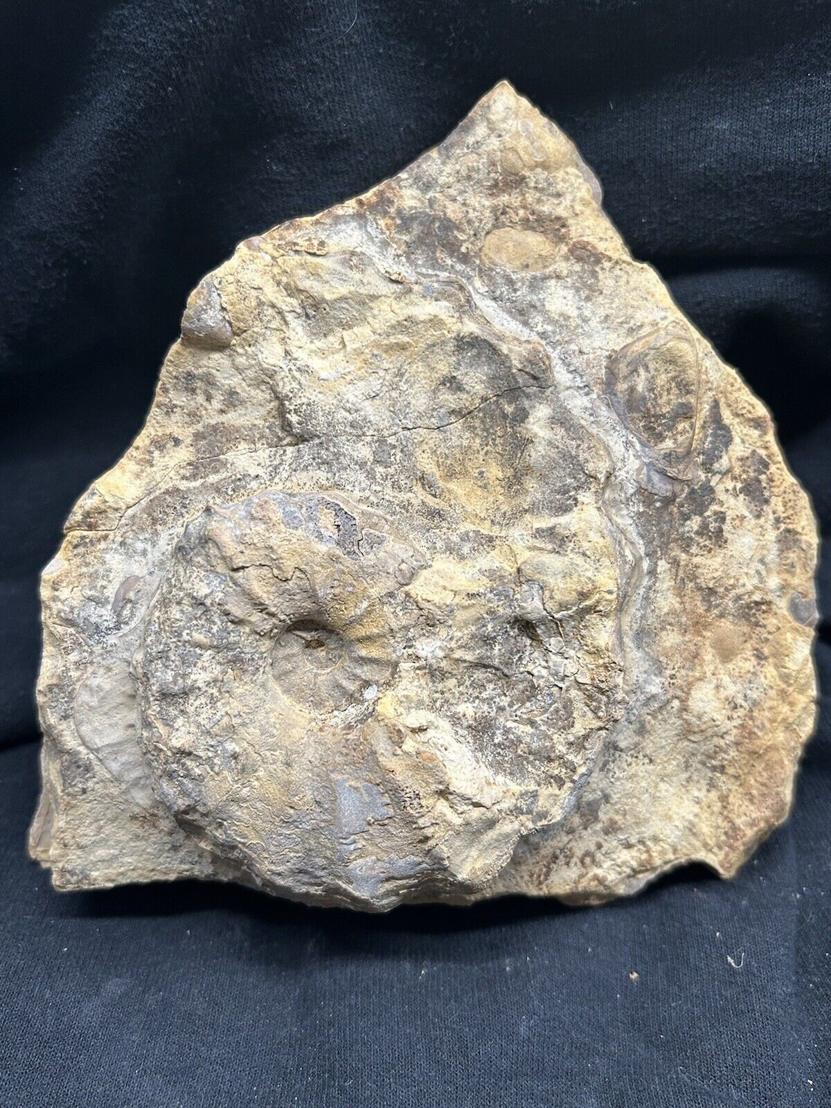 RARE Texas Fossil Conlinoceras (Calycoceras) Ammonite+Fish Vertebra On 7” Slab
