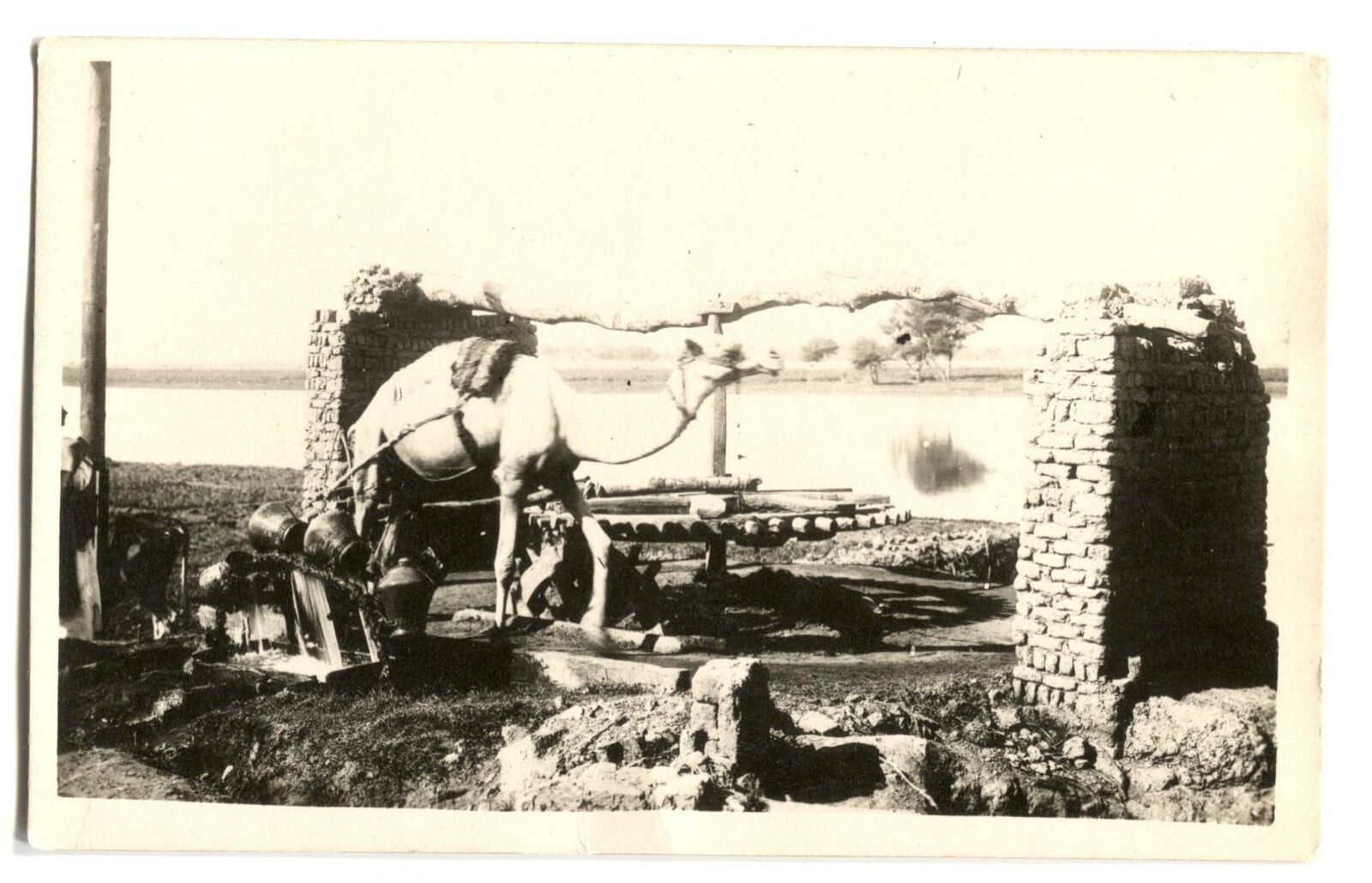 RPPC Postcard Camel c. 1930s