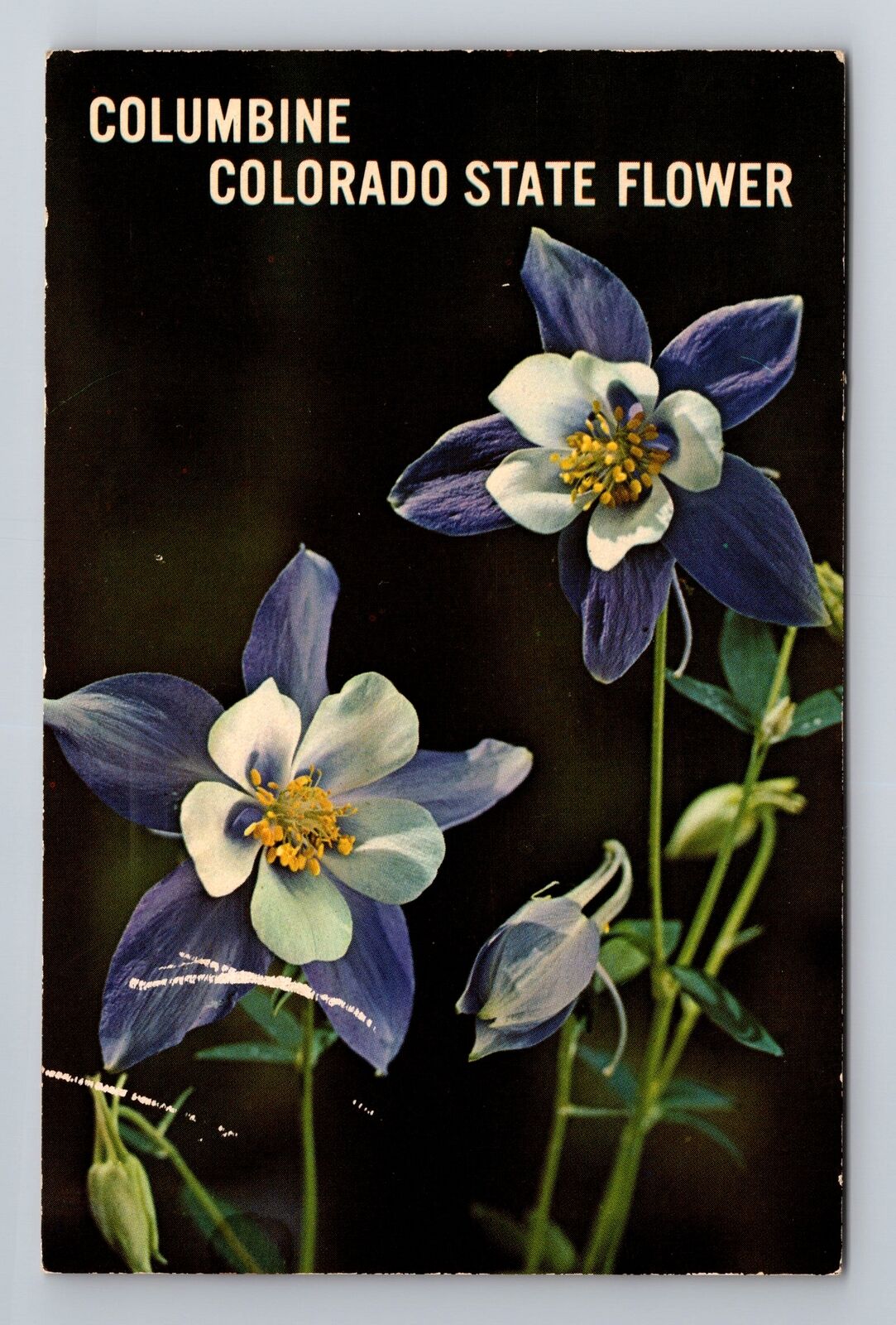 CO-Colorado, Columbine, State Flower, Vintage c1971 Souvenir Postcard