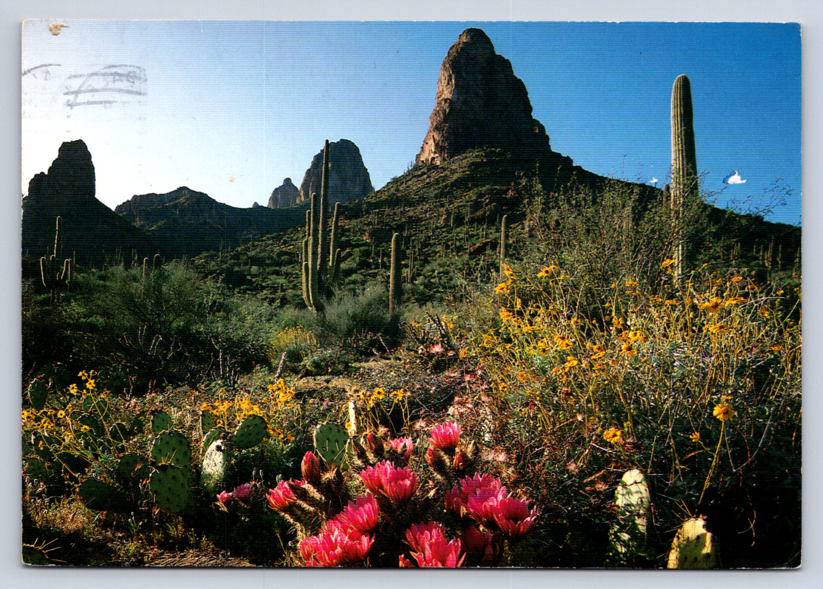 Vintage Postcard Desert in Bloom Hedgehog Cacti Brittlebush Organ Pipe Arizona