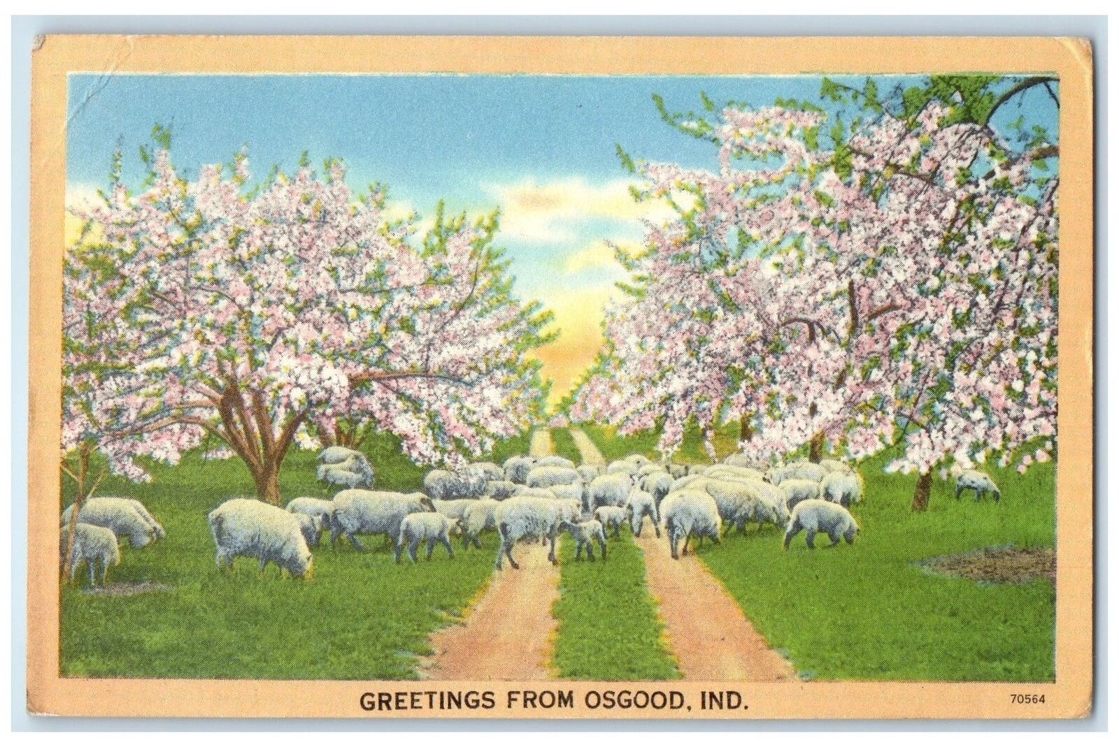 1954 Greetings From Osgood Lambs Cherry Blossoms View Indiana IN Posted Postcard