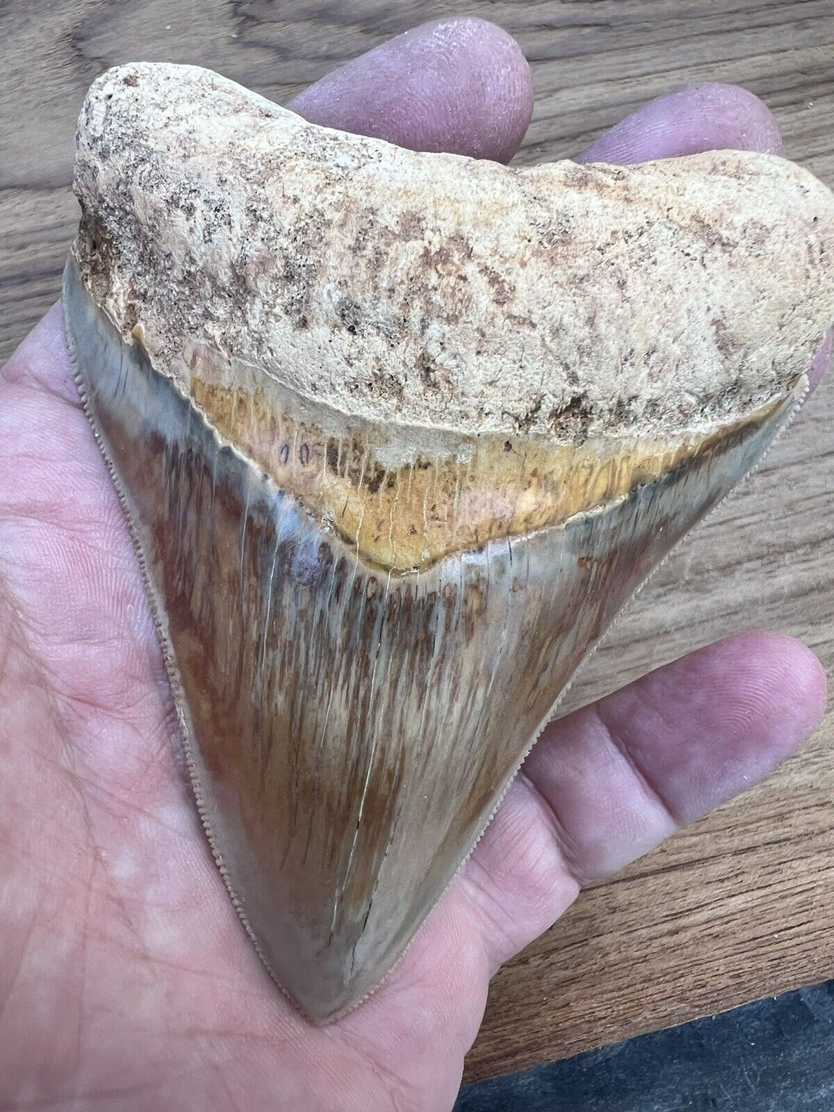 Fantastic Megladon Tooth From Indonesia