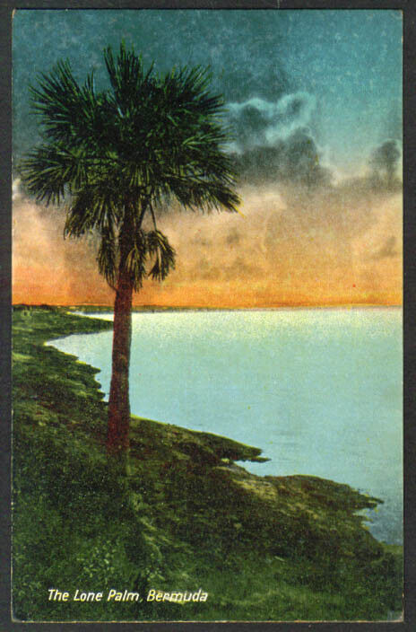 The Lone Palm on Bermuda postcard 1910s