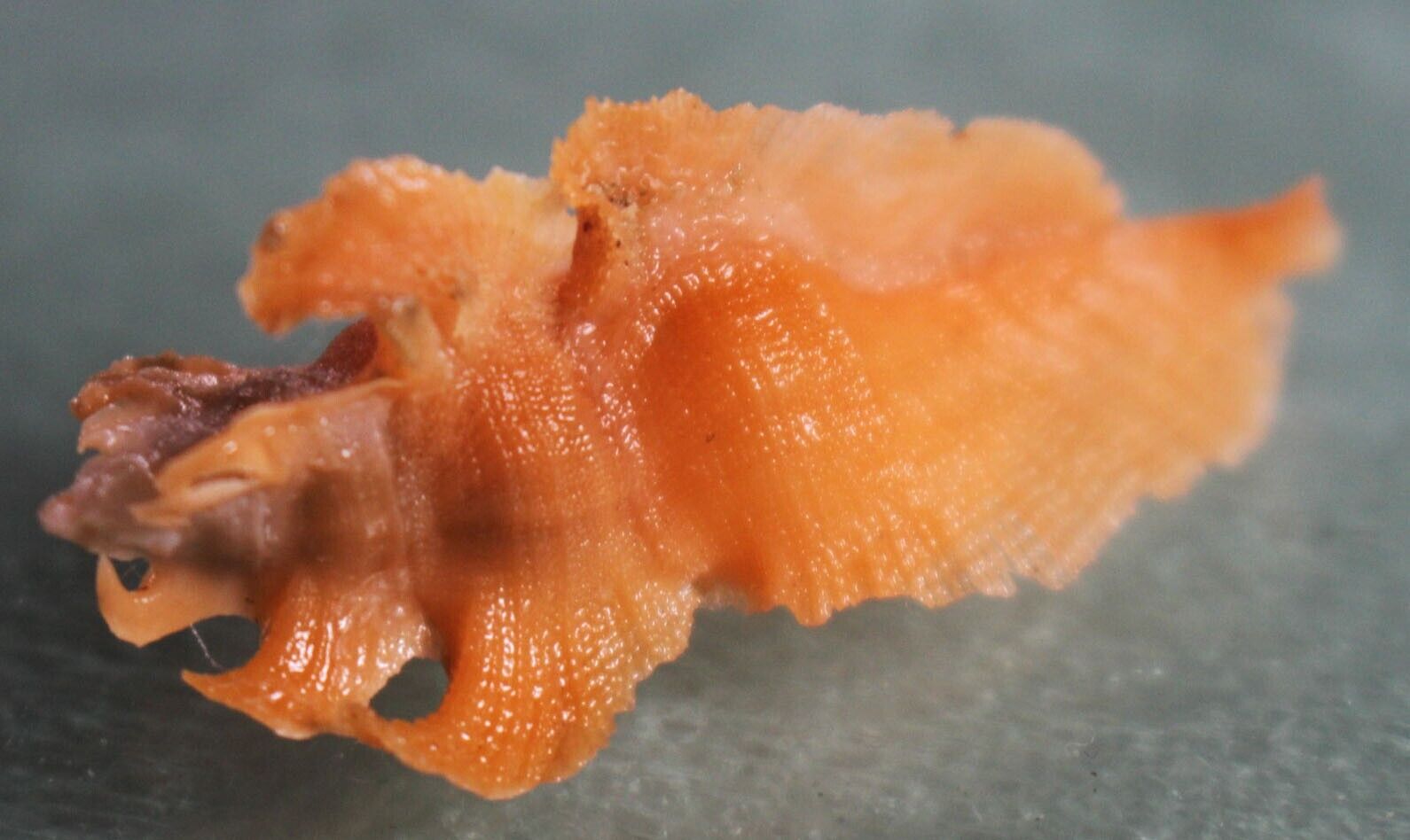 Pterynotus elongatus orange 40mm caught in 100meters deep Siargao June 219 2023