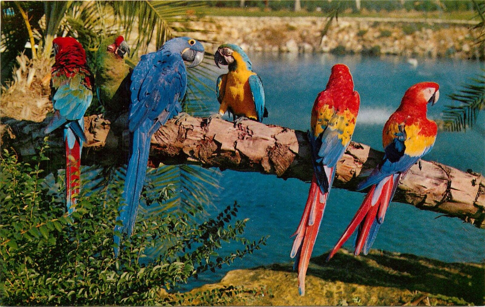 Tampa Florida Busch Gardens Trained Parrots Anheuser-Busch Brewery Postcard